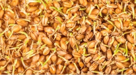 ارزش غذایی و کالری جوانه گندم کالری جوانه گندم ,ارزش غذایی جوانه گندم