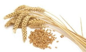 کالری  گندم سبوس دار خشک,ارزش غذایی  گندم سبوس دار خشک