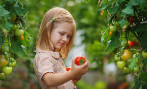 خواص گوجه فرنگی برای کودکان,فواید گوجه برای کودکان