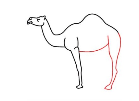 آموزش نقاشی شتر