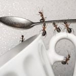 کاهش مورچه ها,موادی برای از بین بردن مورچه ها