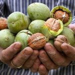 نحوه پاک کردن لک گردو,تمیز کردن دست ها از گردو