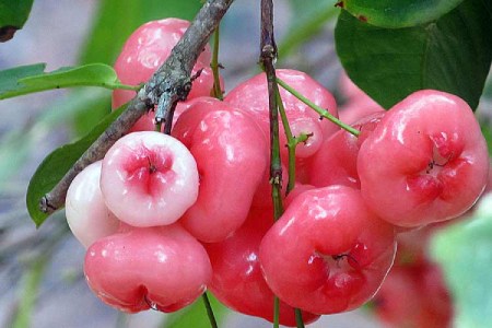 فواید سیب گلی برای مو