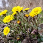 کلتفوت, کلتفوت برای آرتریت