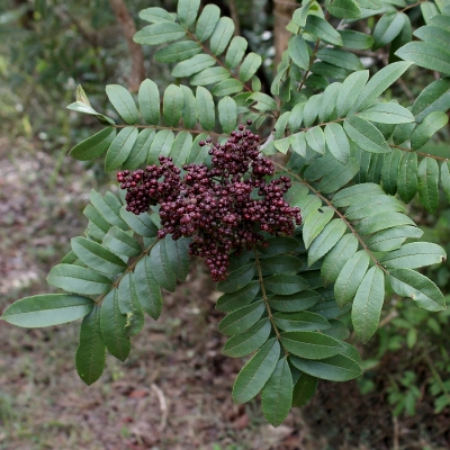 گیاه فاخره, خاکستر خاردار