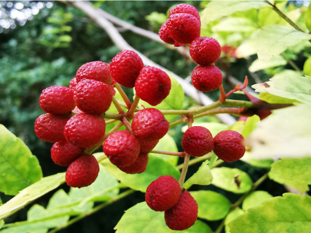 گیاه فاخره, خاکستر خاردار