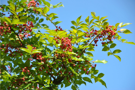 گیاه فاخره, خاکستر خاردار