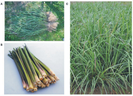 اذخر مکی, روغن اذخر مکی