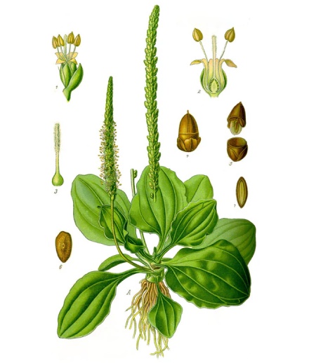طریقه شستن بارهنگ