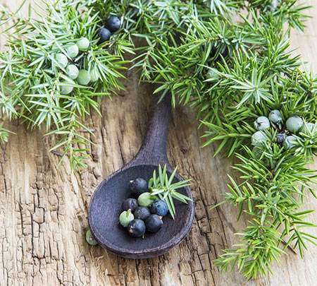 خواص ابهل, گیاه ابهل