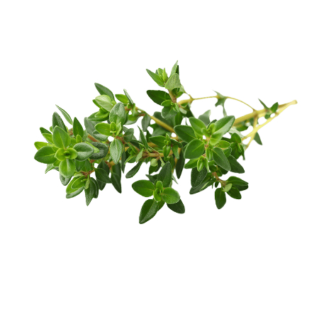 خواص گیاه تیول, گیاه تیول چیست