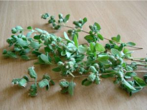 خواص مرزنگوش, فواید مرزنجوش در طب سنتی