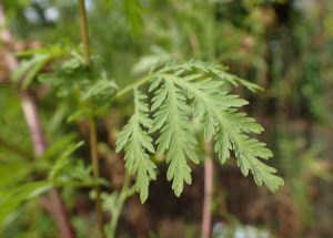 گیاه گندواش, طریقه مصرف گیاه گندواش
