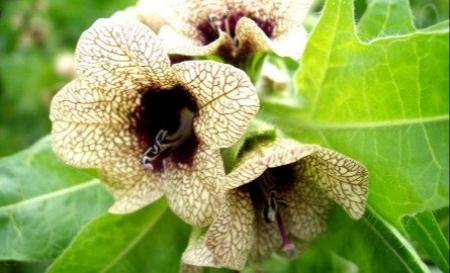 بذرالبنج گیاهی سمی از خانواده سولاناسه است خواص دارویی بذرالبنج, عوارض بذرالبنج